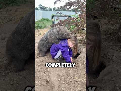 Wombat #animal #animallife #animalkingdom #lovely #cute