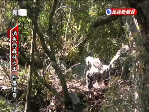 2011-10-09-民視異言堂-3-消失的森林之王-熊鷹傳奇.avi - YouTube(15分34秒)