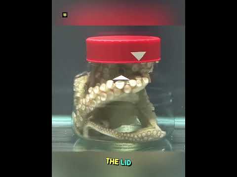 Clever Octopus IQ!