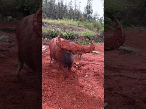 Trâu hung dữ xới tung đất #news #trending #shortvideo