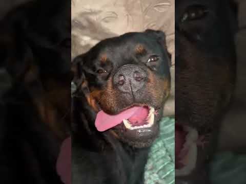 La Balada de los Perros - Depresión Sonora