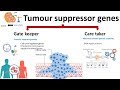 Tumor Suppressor Genes and Functions