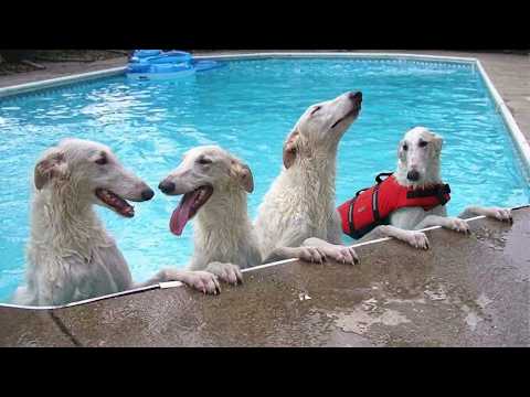 These FUNNY Dogs Didn't Expect To Love Water This Much! 🤣