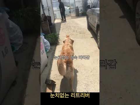 눈치없는 리트리버