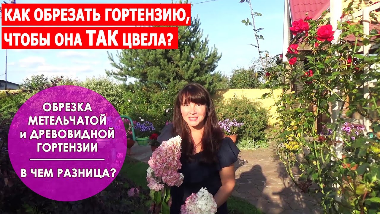 ОБРЕЗКА ГОРТЕНЗИИ ОСЕНЬЮ. Как обрезать метельчатую и древовидную гортензии - В ЧЕМ РАЗНИЦА?