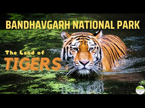Bandhavgarh National Park/ Tiger Reserve :- The Land of Tigers  #tiger  #bandhavgarhnationalpark
