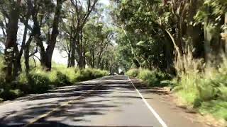 Kauai “tunnel of trees”