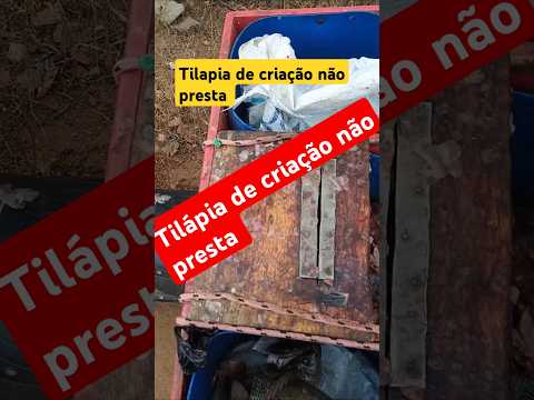 Tilápia de criação não presta #pesca #peixe