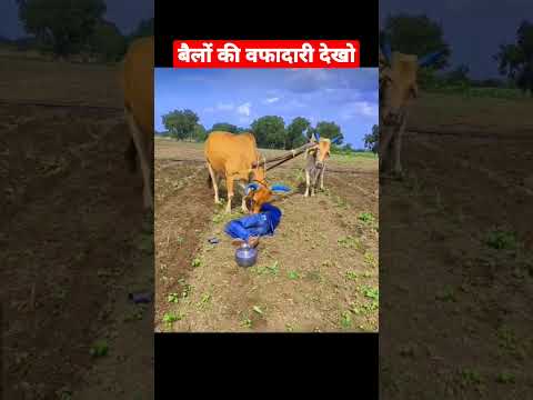 बैलों की वफादारी तो देखो 😳 हे किसान हमें बुढ़ापे में बेचना मत 😥