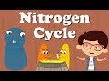 Exploring the Nitrogen Cycle and Its Importance