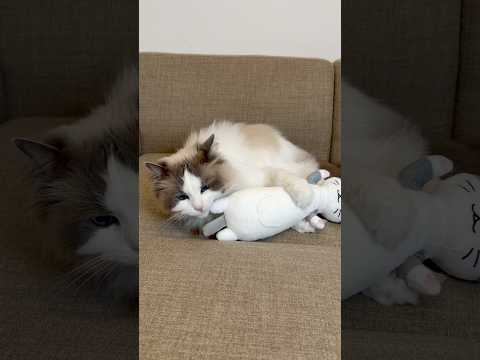 Mofu vs Silver Vine Part 2 #shorts #ragdoll