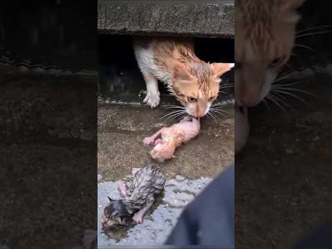 Title Brave Mother Cat Rescues Her Kittens from the Drain Until a Man Helps Them All