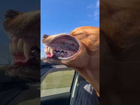 This Dog Is Very Funny #shortsvideo