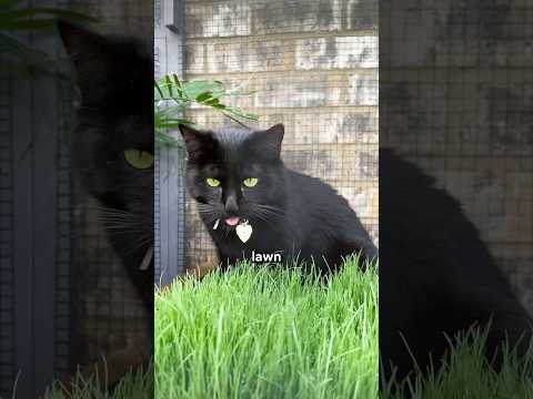 The worlds smallest lawn #easydiy #catio #catgrass
