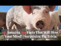 Pigs: Facts and Misconceptions