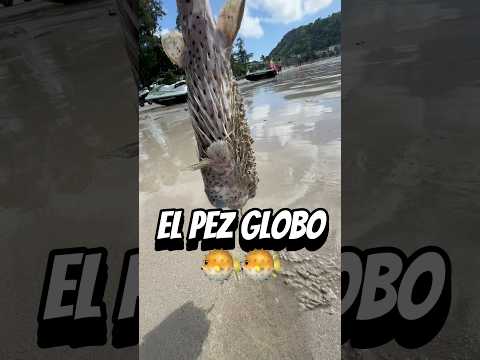 El Pez Globo