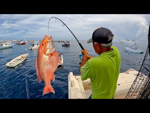 Is there a RED SNAPPER SHORTAGE? | Fishing + Spearfishing