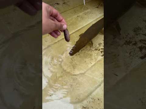 Alligator Copper Feeding Jwel Fish #jwelfish#alligatorgar #garfish #mumbai #kurla #shorts