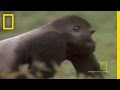 Rainforest Secrets and Gorilla Dynamics