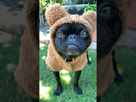Too Spoiled I Just Had To Get Him The Chocolate Version For Dogs #dog 🐶 #pug #fypシ #shorts