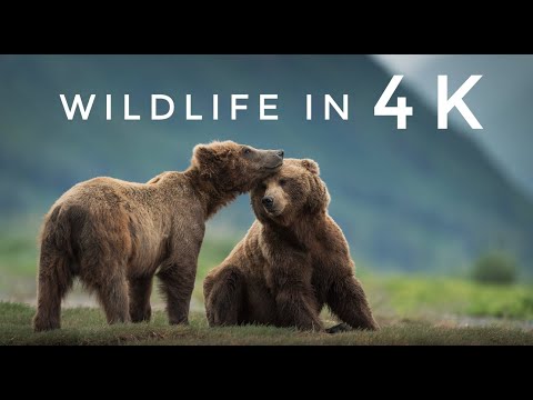 4K Wildlife Relaxation - Peaceful Relaxing Music