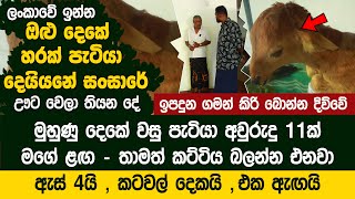 ලංකාවේ ඉන්න ඔළු දෙකේ හරක් පැටියා - අදටත් ගිහින් බලන්න පුළුවන්  - Olu Deke Haraka
