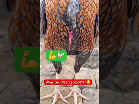 Wow So Big Rooster | Double In Strength💪🐓#rooster #youtubeshorts