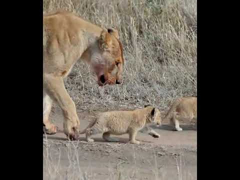 Cute baby lion 3