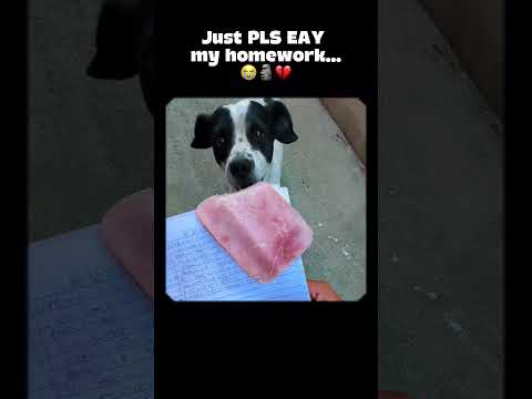 When your dog eats ur homework...🥀🗿💔