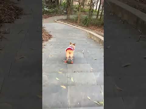 킥보드 잘타는 댕댕이 본적 있어??