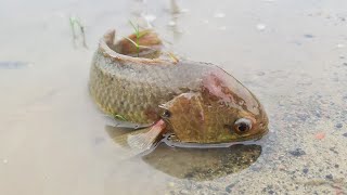 Catching Climbing Perch Fishing in rainy weather | Daily Life Fishing in Rainy Season  #fishing