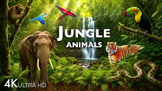 JUNGLE ANIMAL DISCOVERY / 60FPS 4K ULTRA HD #4K #ANIMALS