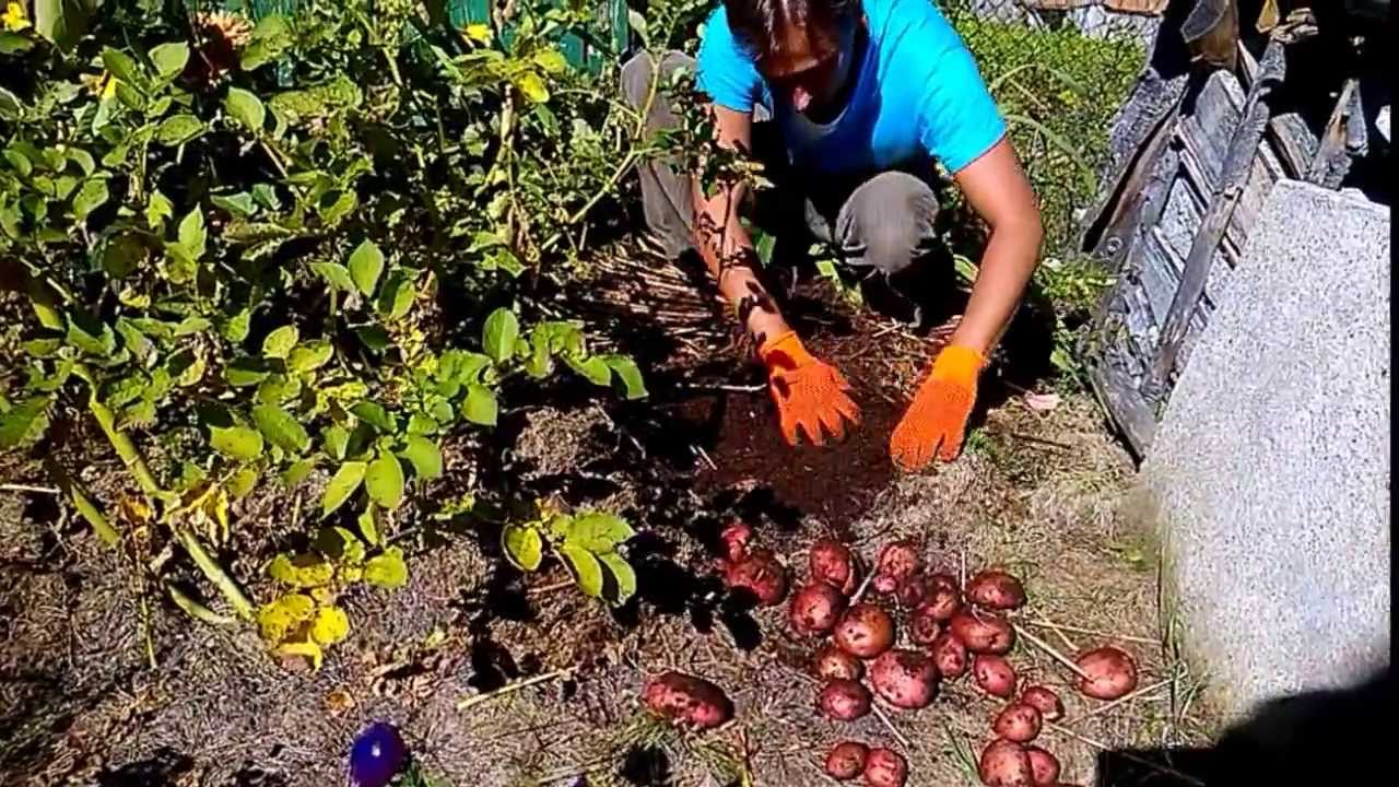 картофель озимый под сено и мох 1 часть