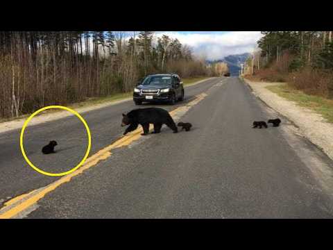 A driver, upon encountering a bear cub on the road, notices a troubling scene