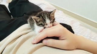 아빠 옆에서만 자는 고양이