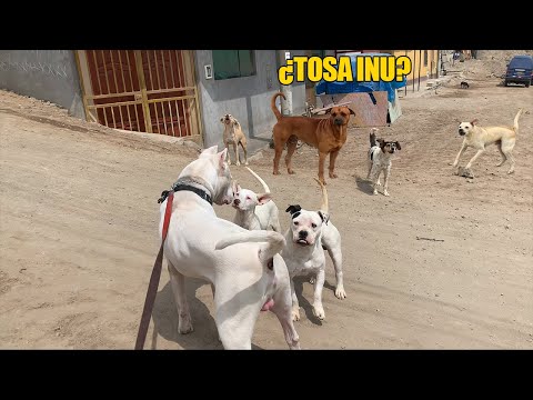 Sacando a pasear a Dogo argentino por las calles - socializando 🐶🐕