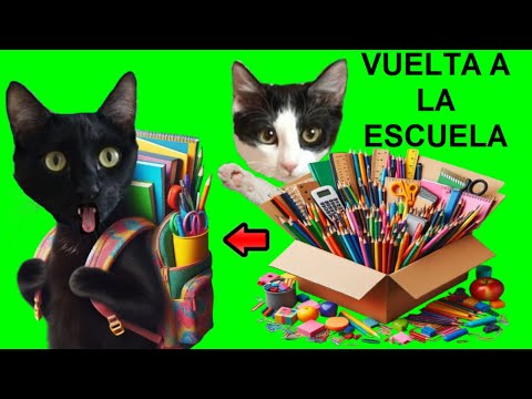 VUELTA A LA ESCUELA PERO GATOS LUNA Y ESTRELLA ELIGEN EL MATERIAL ESCOLAR / HAUL ÚTILES ESCOLARES 24