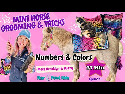 The Ultimate Miniature Horse Makeover