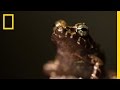 Evolution and Diversity of Frogs in the Philippines