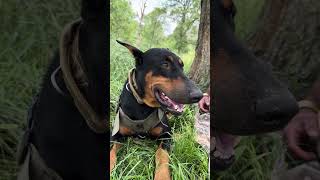 My dogs don't !fetch!