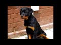 Understanding Rottweilers
