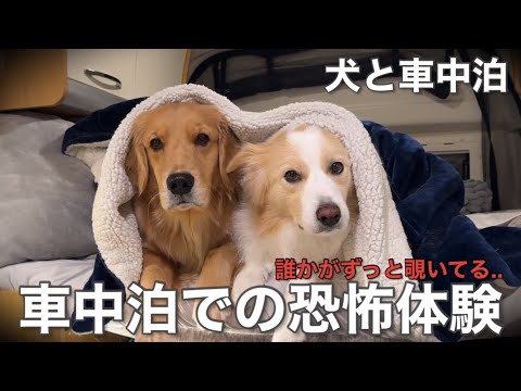 犬と車中泊中に起こった恐怖体験が本当に怖かった...【ボーダーコリー•ゴールデンレトリバー】