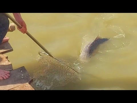 Big carp fishing by village peoples