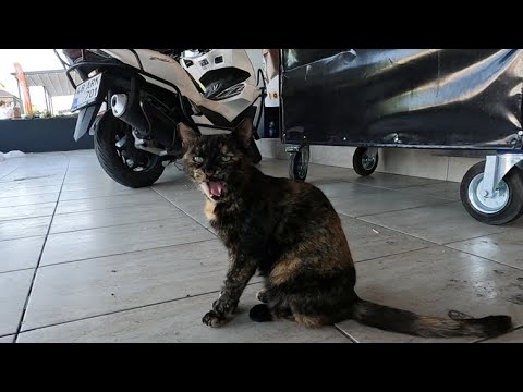 Tortie cat that licks as if saying I'am hungry doesn't like to be touched