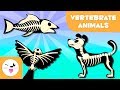 Animal Classification and Characteristics
