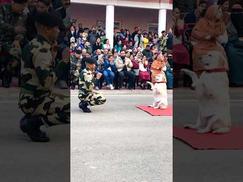 Beautiful 😍 Dog 🐕 Squad Parade #bsf #army #shortvideo #motivation #love #respect #patriotic