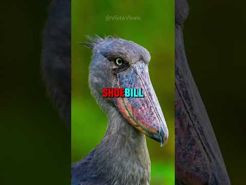 Top 5 Most Terrifying Bird Sounds 😨💀