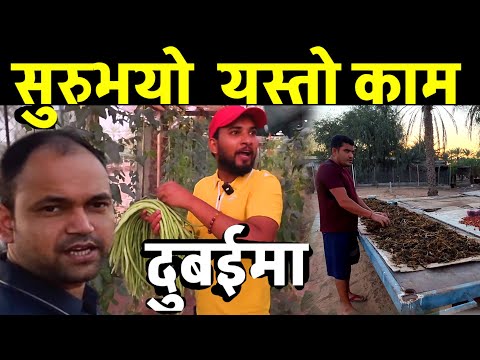 Dubai मा यस्तो काम गर्दै नेपाली हेर्नुहोस Bhagya Neupane Duabi Agriculture Video EP-7