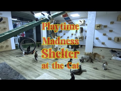 Playtime Madness at the Cat Shelter - Just 6 Minutes!
