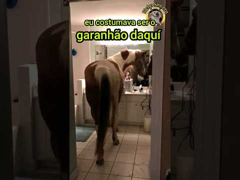 Cavalo em CRISE de Meia Idade 🐴📉